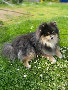 Pomeranian krytí - 3