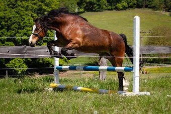 Welsh pony of cob type - Fréďa - 3