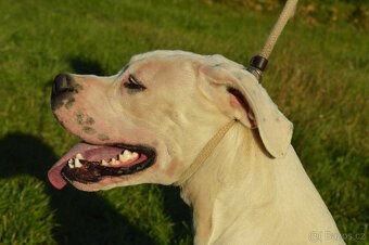 Argentinska doga - šteniatko fenka s PP - 3