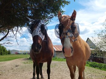 Valach pony jako společník - 3