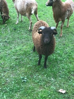 Prodám Quesanského beránka - 3