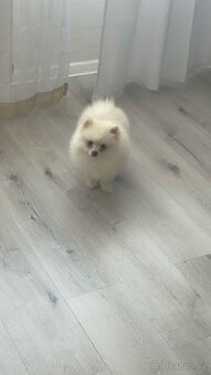 Pomerian míní - 3