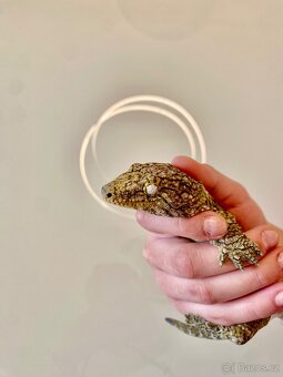 Leachianus nunu ami - 3