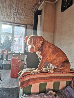 American bully fenka - 3