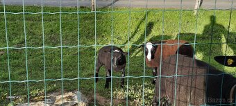Beránek Zwartbles - 3