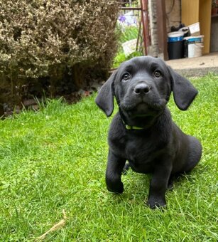 Labradorský retrívr - 3