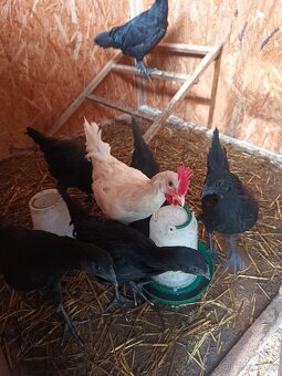 Ayam cemani - 3