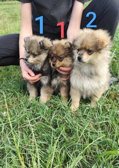 Štěňátka špic pomeranian - 3