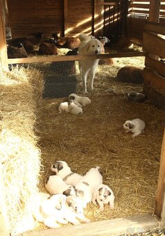 Pyrenejský horský pes s PP FCI / pastevecký pes - 3