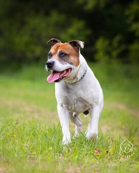 Kříženec staforda - 3