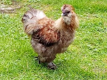 Prodám kohouta hedvábničky (Krémový -bílý) - 3