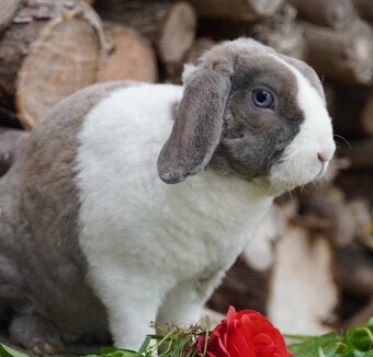 Krasna miminka rex beranků ( plyšová srst) - 3