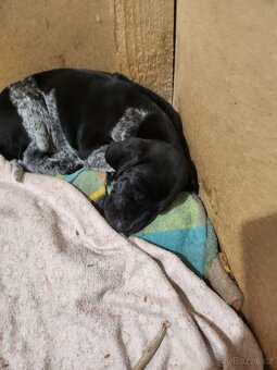 Německý krátkosrstý ohař - 3