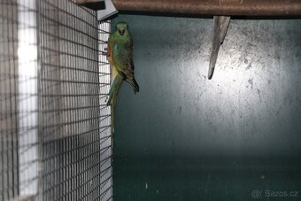 Letošní odchovy australských papoušků - 3