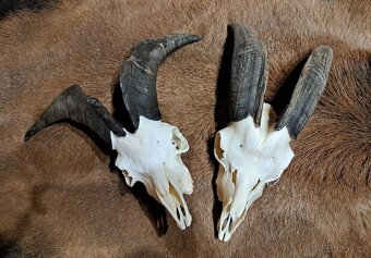 Trofeje, baran a cap - 3