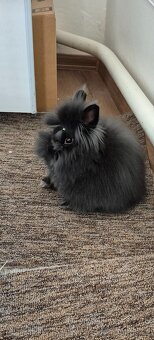 ZAKRSLÝ TEDDY KRÁLÍK - 3