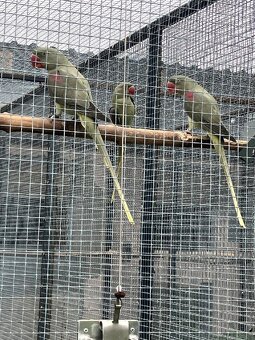 Alexandr Velký 2,1 - 3