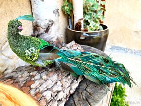 Jedinečná a originální Dekorace (Dárek) Páv (Peacock) 50 cm - 3