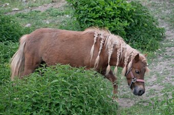 Minihorse klisna - 3