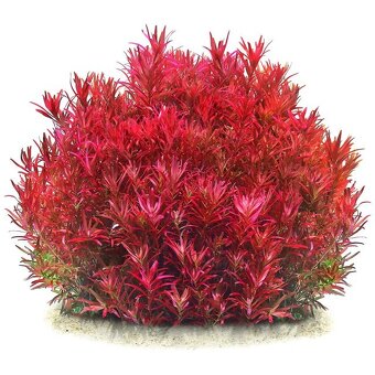Akvarijni rostlinky - Rotala Singapore - 3
