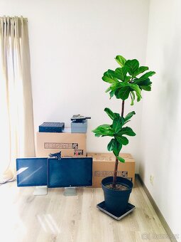 Ficus Lyrata - 3