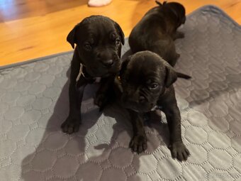 Štěňata CaneCorso k odběru 14.7.2025 - 3