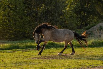 Welsh Cob klisna - 6 let - 3