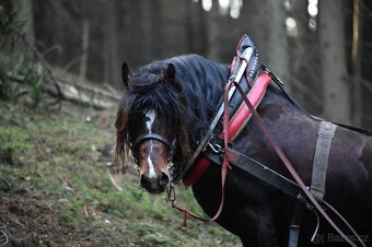 Plemenný hřebec ČMB 2809 Bady - 3