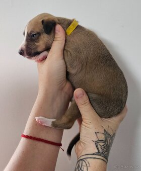 Whippet s PP - 3