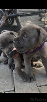 Cane Corso - 3