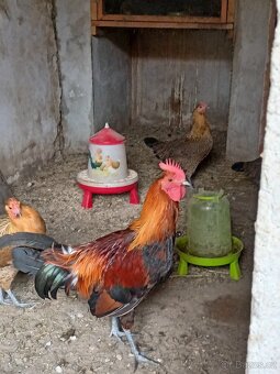 Prodám kohouty - 3