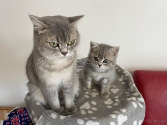 Koťátko bez PP (kocourek světlý) - 3