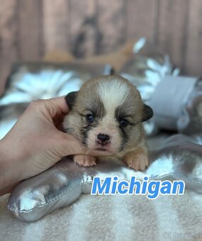 Welsh Corgi Pembroke - 3