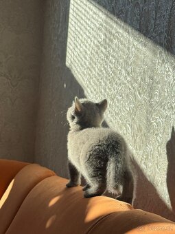 Britské koťátko - 3