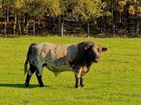 Plemenný býk Shorthorn - 3
