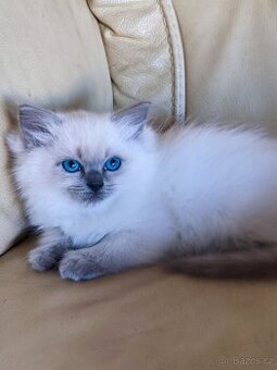 Ragdoll koťátka - 3