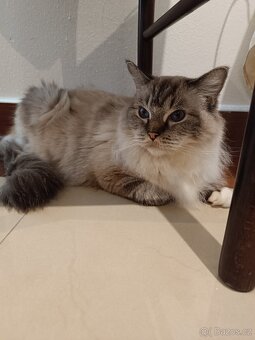 Ragdoll s PP - 3