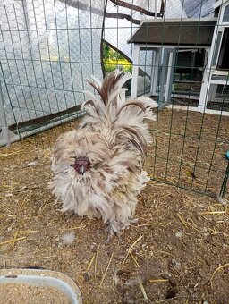 USA kohoutek hedvabnicky satin frizzle 06/24 - 3