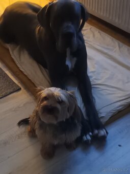 Německa Doga modrá - 3