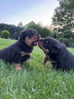 Rottweiler RTw - 3