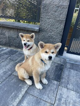 Akita Inu - 3
