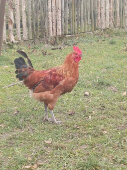 Kohouti Česka zlatá kropenka - 3