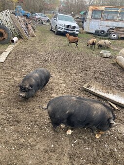 Prodám prasata - 3