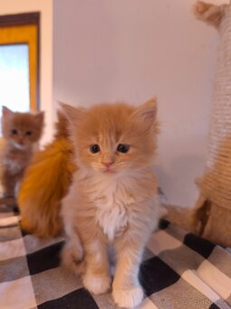 Mainská mývalí koťátka bez PP - 3