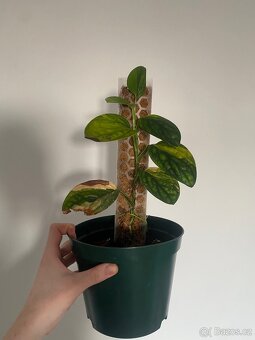 Monstera Karstenianum Peru Variegata - 3