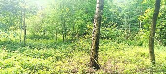 Prodej lesa u Staříče, celý, nebo na na části - od 5.000m2. - 3