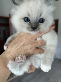 Ragdoll koťátka s PP - 3