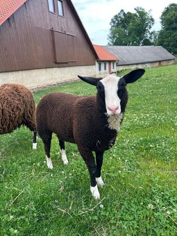 Jehňičky Zwartbles - 3
