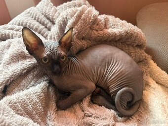 Prodám koťátko sphynx bez pp - 3