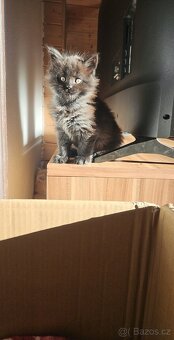 Mainská mývalí - koťata křížený - 3